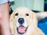 Everglades Golden Rescue Expo