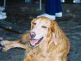 Everglades Golden Rescue Expo