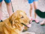 Everglades Golden Rescue Expo