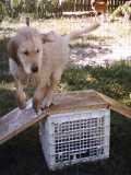 Miss Agile Girl.