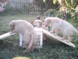Horizontal plank