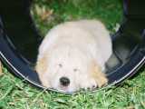 Barrels make for good sleeping