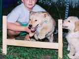 Dav teaching puppies agility.