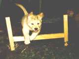 New hurdle, no problem.