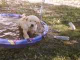 Moose got all the toys out.