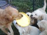 Frisbee time with the pups.