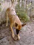 Barkat rocks, love barking at rocks.
