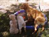 Mom and pups water playtime.