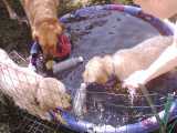 Water and toys, couldn't ask for more.