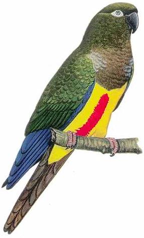 Loro Tricahue