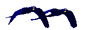 Flying Macaws