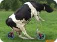 Go Scooter Cow