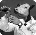 Mad Cow