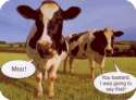 Moo