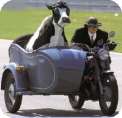 Mooley Davidson