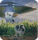 Cows Come Home!
