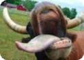 Stupid Cow Cam