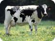 World Wide Cow