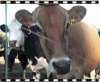 I am cow