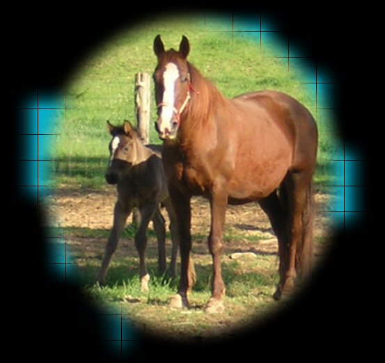 Roan Allen mare and one of Bum's new fillys