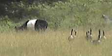 belted goose?