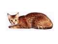 Ocicat