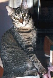Tigger