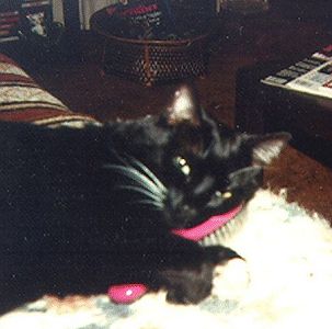 Tuxie