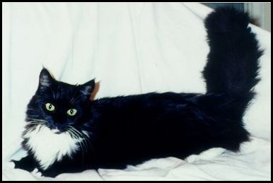 Athena