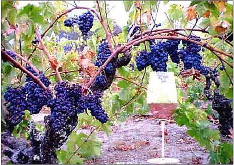Wine Label