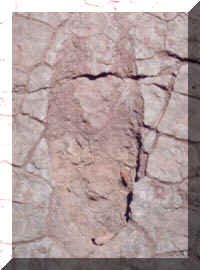 dinopega1.jpg (19264 bytes)