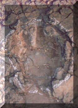 dinopega3.jpg (26698 bytes)