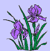 IRIS_small.GIF