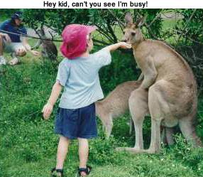 Hey kid, can't you see Mr Kangeroo's busy?