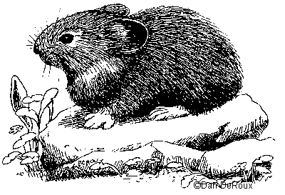 pika