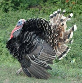 live turkey