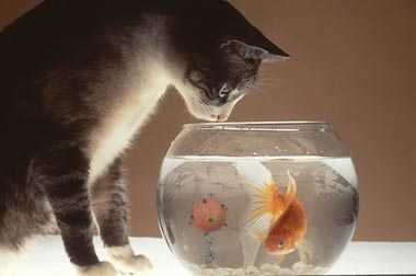 Go on... Grab the Fish...