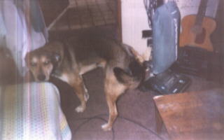 Copper the Wonder Dog