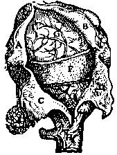embrio04.gif (3816 bytes)