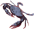 Click the crab to see Wonga Beach