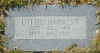 charlotte brown harness.jpg (19059 bytes)