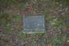 luke phillips old stone.jpg (107974 bytes)