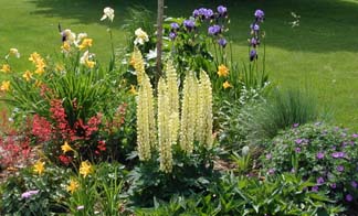 amazing lupines