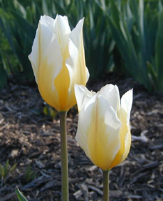 yellow tulips