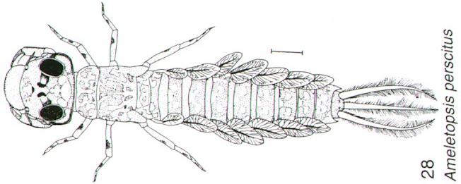 Amelotopsis perscitus