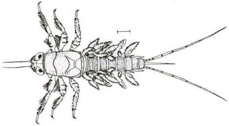 Coloburiscus humeralis