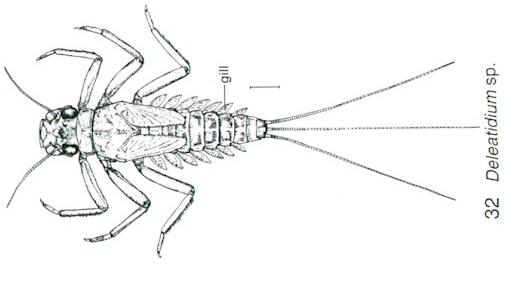 Deleatidium sp.