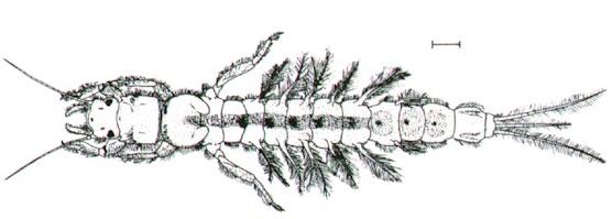 Icthybotus hudsoni
