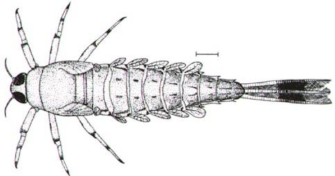 Nesameletus ornatus