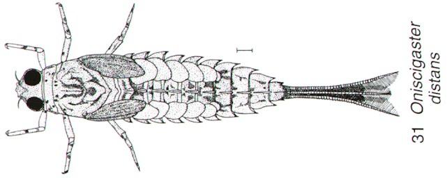 Oniscigaster distans
